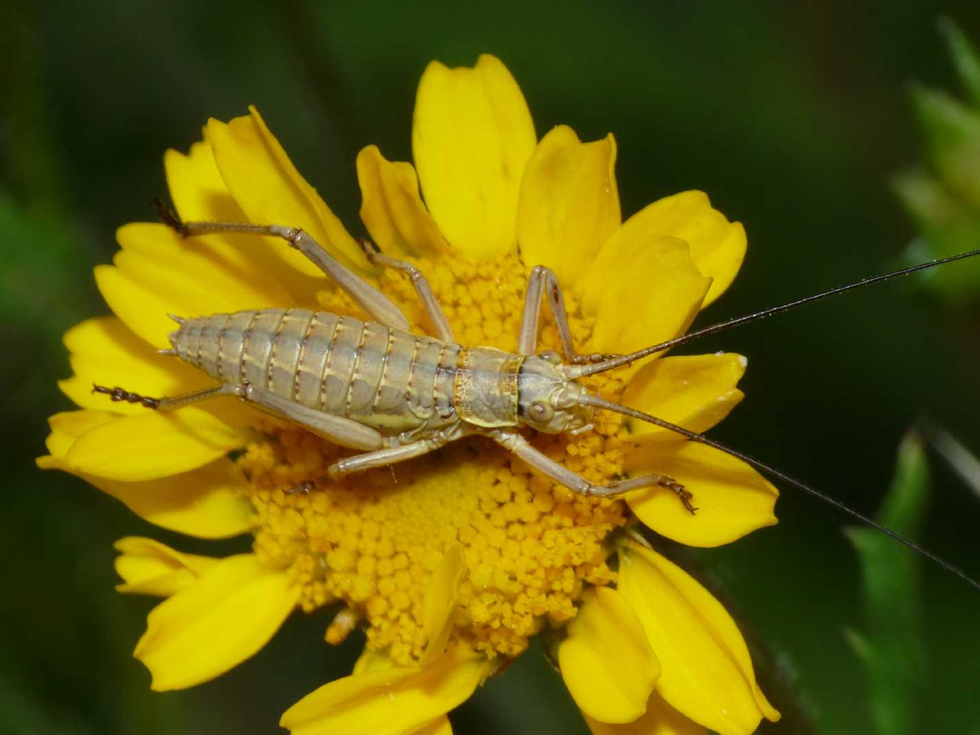 Bradiporidae: giovane di Uromenus (Bolivarius) cfr elegans